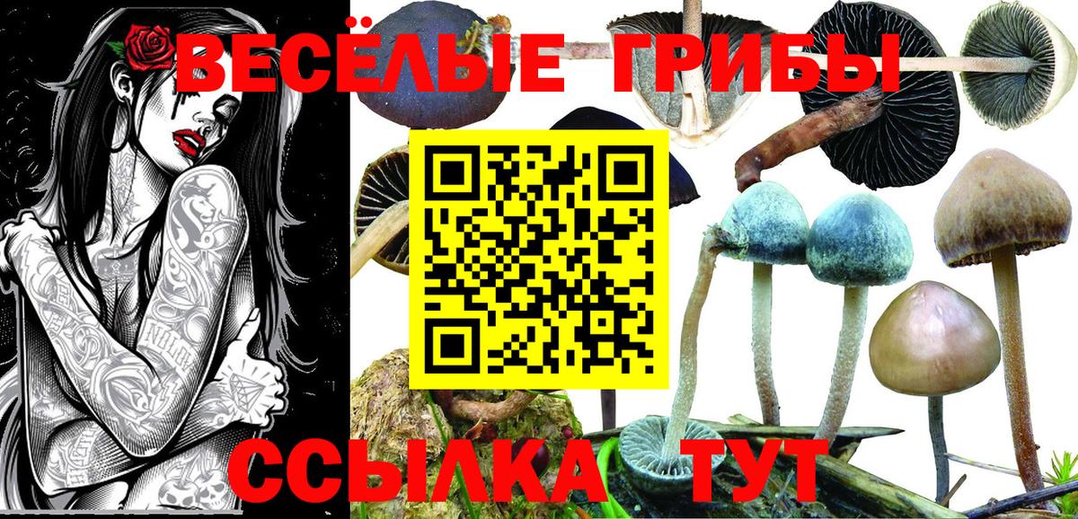 Галлюциногенные грибы Psilocybe Уссурийск